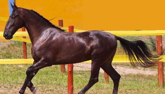 Campolina Horse for sale
